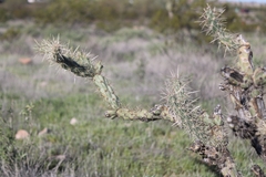 Cylindropuntia acanthocarpa acanthocarpa