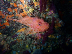 Scorpaena scrofa