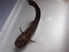 Siluriformes