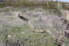 Cylindropuntia acanthocarpa acanthocarpa