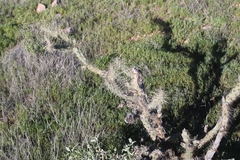 Cylindropuntia acanthocarpa acanthocarpa