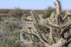 Cylindropuntia acanthocarpa acanthocarpa
