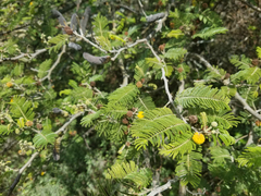Vachellia macracantha