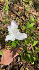 Rhododendron