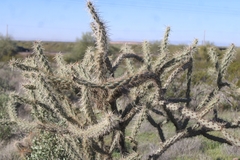 Cylindropuntia acanthocarpa acanthocarpa