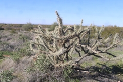 Cylindropuntia acanthocarpa acanthocarpa