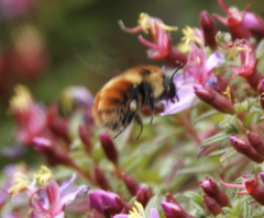 Bombus ephippiatus