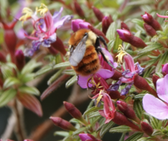 Bombus ephippiatus