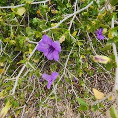 Ruellia californica peninsularis