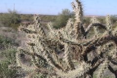 Cylindropuntia acanthocarpa acanthocarpa
