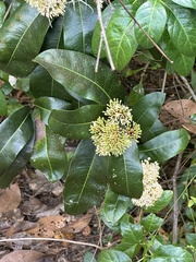 Cartrema americana