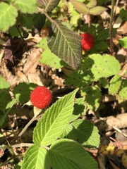 Rubus hirsutus