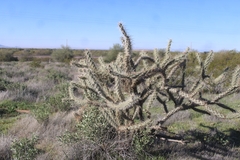 Cylindropuntia acanthocarpa acanthocarpa