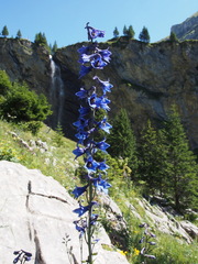 Delphinium elatum