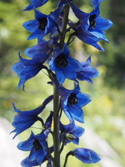 Delphinium elatum