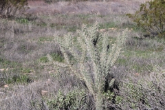 Cylindropuntia acanthocarpa acanthocarpa