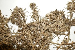 Salsola kali kali
