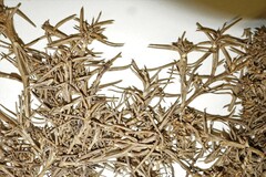 Salsola kali kali