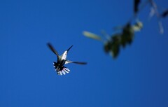 Anthracothorax prevostii