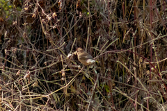 Passerina versicolor