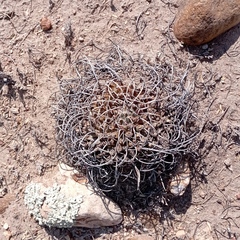 Mammillaria magnimamma