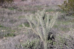 Cylindropuntia acanthocarpa acanthocarpa