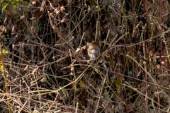 Passerina versicolor