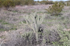 Cylindropuntia acanthocarpa acanthocarpa