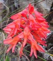Disa ferruginea