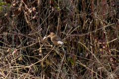 Passerina versicolor