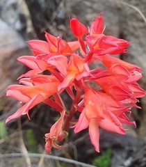 Disa ferruginea