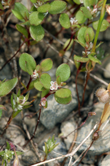 Polygonum