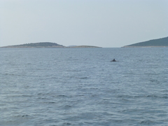 Delphinoidea