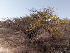 Vachellia farnesiana