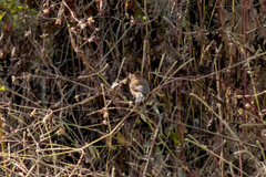 Passerina versicolor