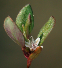 Polygonum