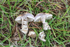 Gyroporus phaeocyanescens