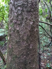 Prumnopitys taxifolia