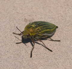 Julodis
