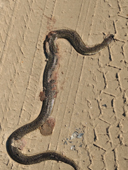 Lampropeltis holbrooki