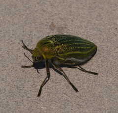 Julodis