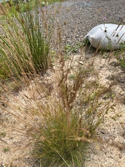 Poa poiformis