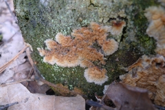 Phlebia radiata
