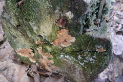 Phlebia radiata
