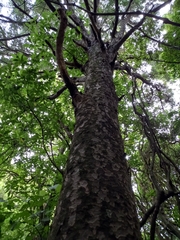 Prumnopitys taxifolia