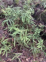 Dicranopteris flexuosa