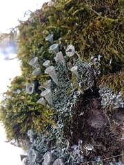 Cladonia cyathomorpha