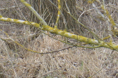 Poecile palustris