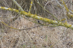 Poecile palustris