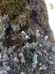 Cladonia cyathomorpha